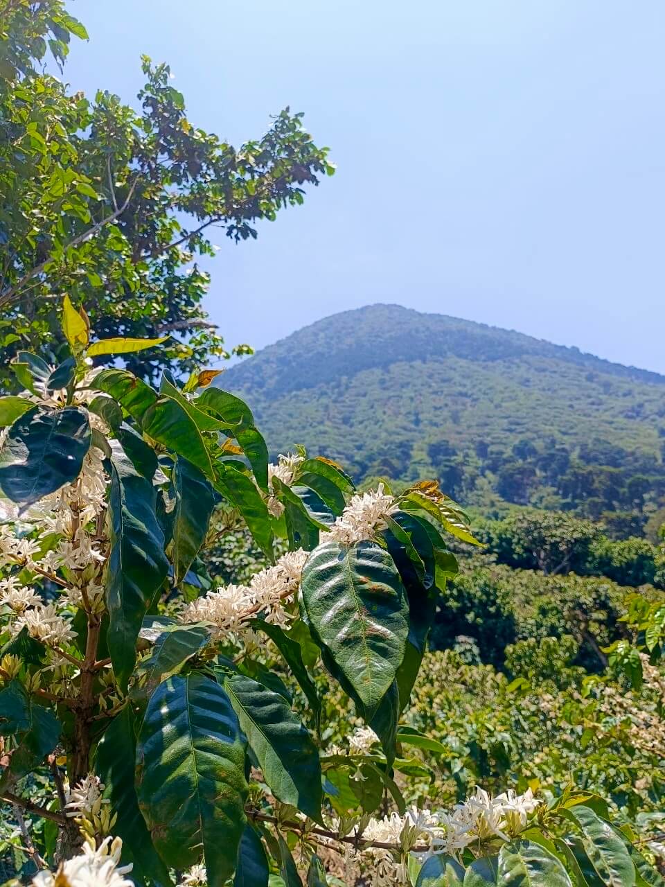 El Zapote Farm