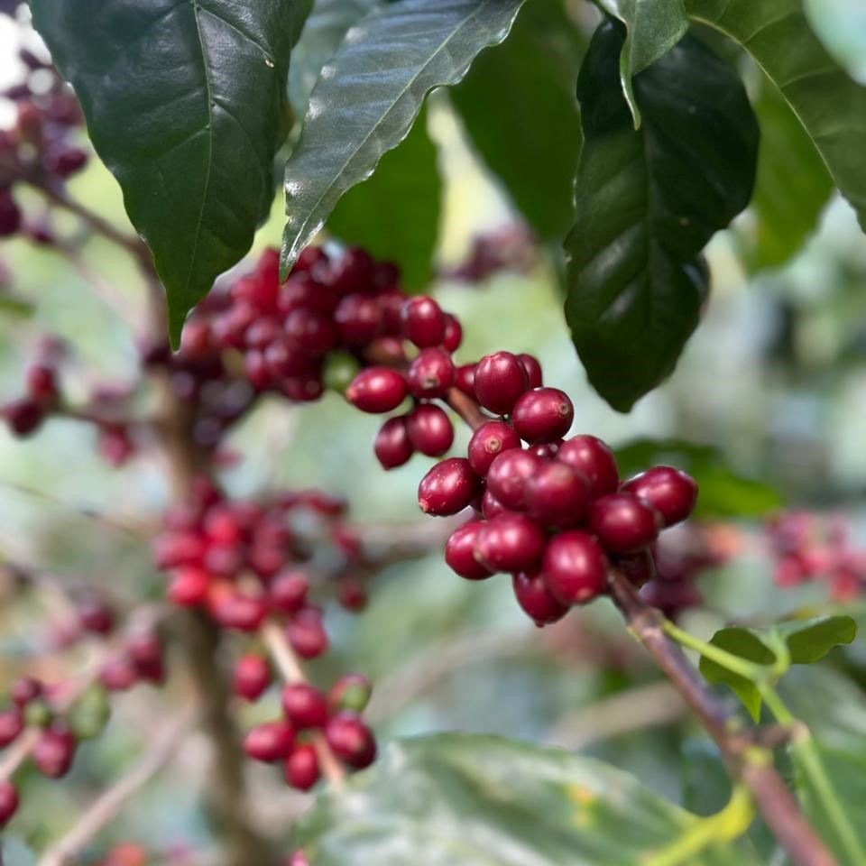 Pacamara Coffee