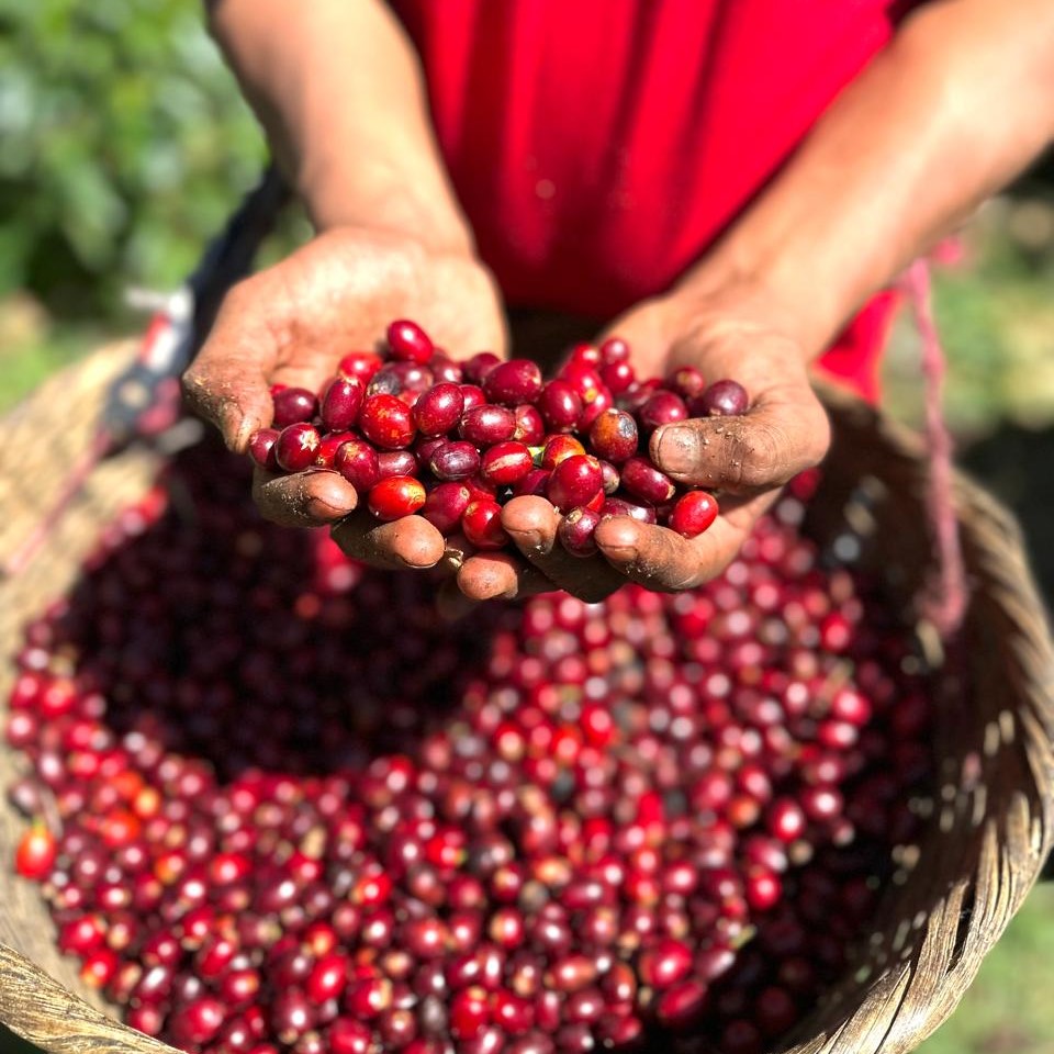 Pacamara