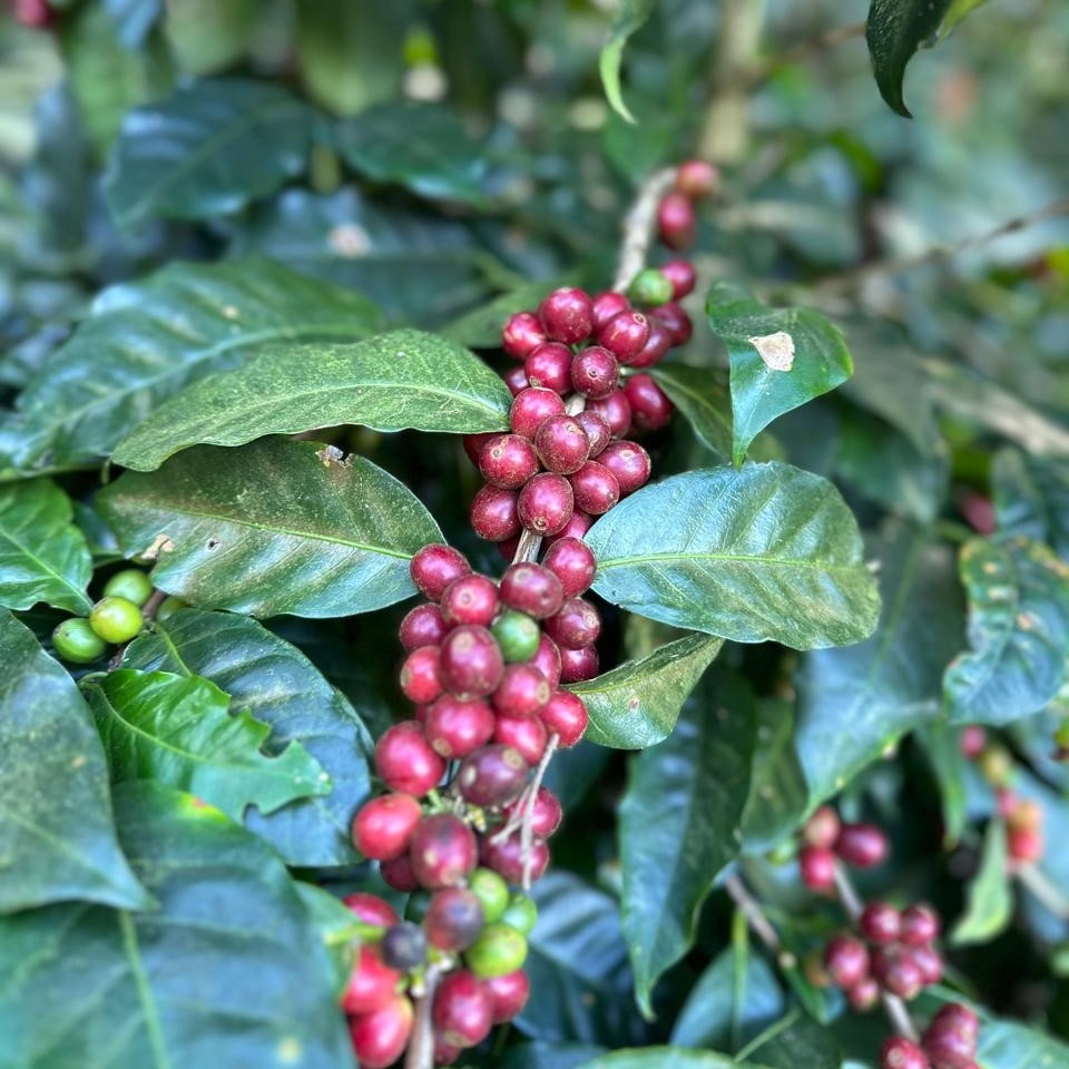 Pacas Coffee
