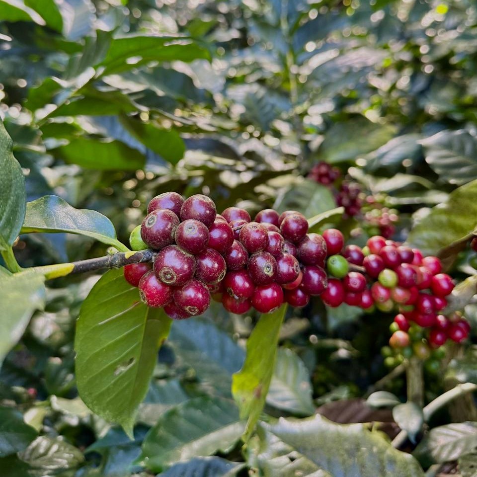 Red Bourbon Coffee